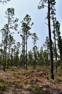 Offering 4 Land for Sale at Auction in Camden SC - image 3