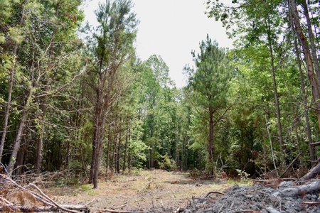 Offering 4 Land for Sale at Auction in Camden SC - image 16