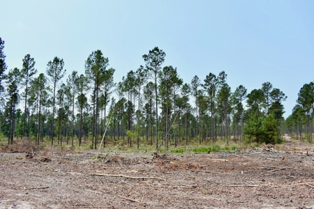 Offering 4 Land for Sale at Auction in Camden SC - image 27