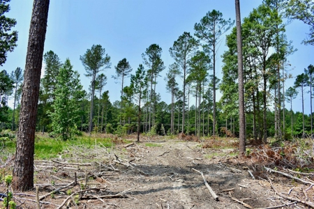 Offering 4 Land for Sale at Auction in Camden SC - image 11