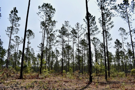 Offering 4 Land for Sale at Auction in Camden SC - image 4