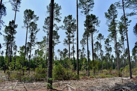 Offering 4 Land for Sale at Auction in Camden SC - image 14