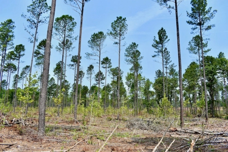Offering 4 Land for Sale at Auction in Camden SC - image 15