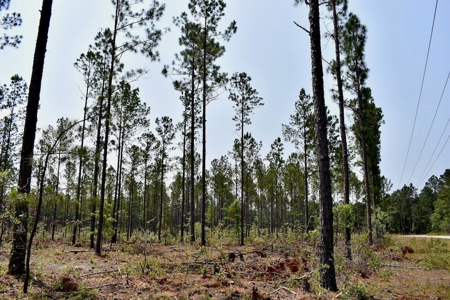 Offering 4 Land for Sale at Auction in Camden SC - image 2