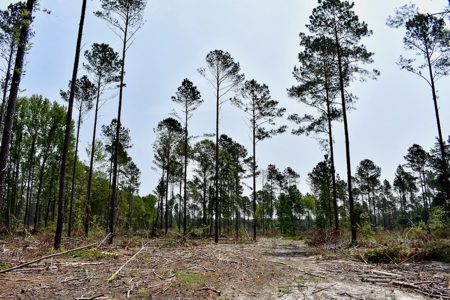 Offering 4 Land for Sale at Auction in Camden SC - image 6
