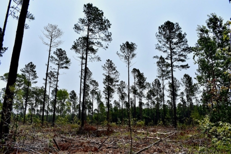 Offering 4 Land for Sale at Auction in Camden SC - image 10