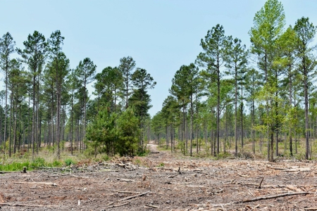 Offering #3 Recreational Land for Sale in Camden SC - image 28
