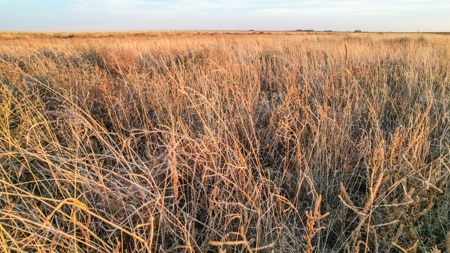 161.5 +/- Acres Improved Grass Tract In Lamb County - image 10