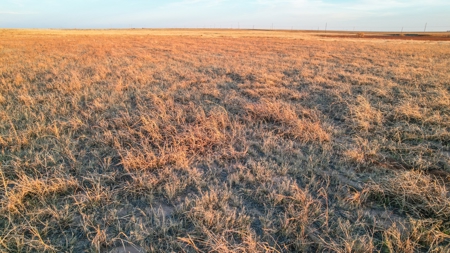 161.5 +/- Acres Improved Grass Tract In Lamb County - image 14