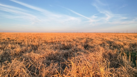 161.5 +/- Acres Improved Grass Tract In Lamb County - image 20