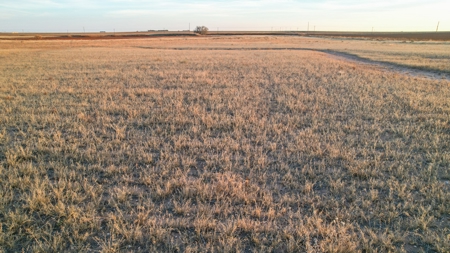 161.5 +/- Acres Improved Grass Tract In Lamb County - image 13