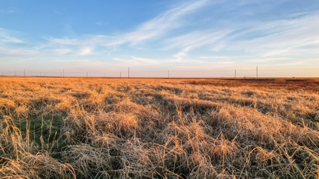 161.5 +/- Acres Improved Grass Tract In Lamb County - image 21