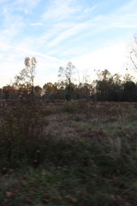 Calhoun County Land for Sale! - image 3