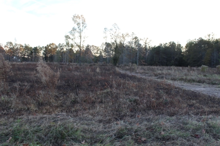 Calhoun County Land for Sale! - image 5