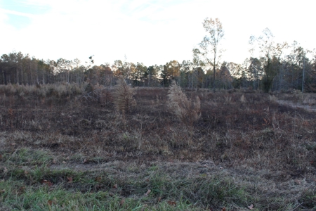 Calhoun County Land for Sale! - image 6