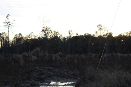 Calhoun County Land for Sale! - image 8