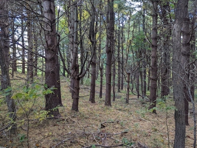 Land for Sale in Meadows of Dan VA - image 12