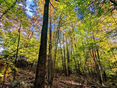 Land for Sale in Meadows of Dan VA - image 19