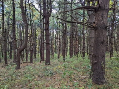Land for Sale in Meadows of Dan VA - image 13