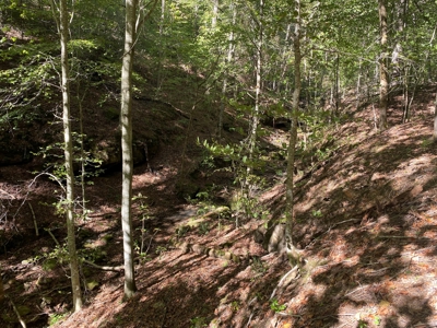 Newton County Land For Sale Bordering Ozark National Forest - image 1