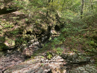 Newton County Land For Sale Bordering Ozark National Forest - image 3