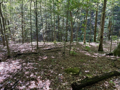 Newton County Land For Sale Bordering Ozark National Forest - image 2