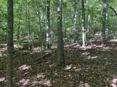 Newton County Land For Sale Bordering Ozark National Forest - image 4