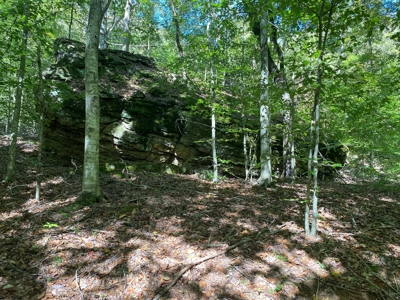 Newton County Land For Sale Bordering Ozark National Forest - image 5