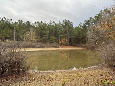 Timberland for Sale Nevada/Columbia County Line! - image 4