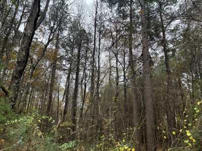 Timberland for Sale Nevada/Columbia County Line! - image 2