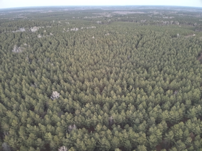 Timberland for Sale Nevada/Columbia County Line! - image 9