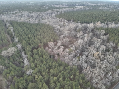 Timberland for Sale Nevada/Columbia County Line! - image 6