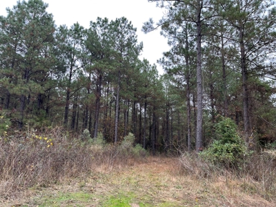 Timberland for Sale Nevada/Columbia County Line! - image 5