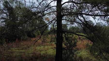 East Texas Newton County Home with land and Timber - image 4