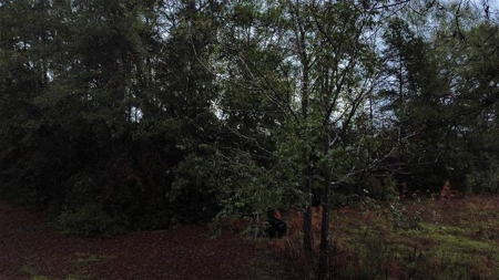 East Texas Newton County Home with land and Timber - image 6