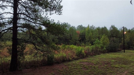 East Texas Newton County Home with land and Timber - image 5
