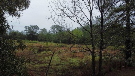 East Texas Newton County Home with land and Timber - image 2