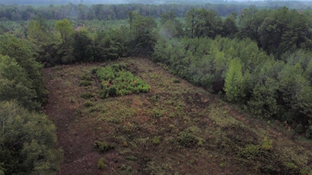 East Texas Newton County Home with land and Timber - image 11