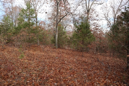 Ozarks Wooded Acreage With Road Frontage For Sale - image 7