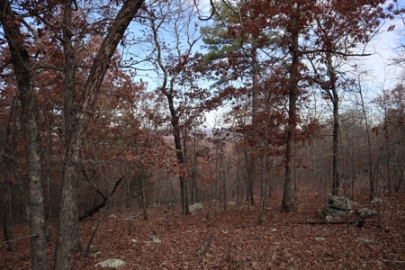Ozarks Wooded Acreage With Road Frontage For Sale - image 23