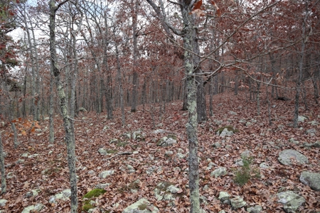 Ozarks Wooded Acreage With Road Frontage For Sale - image 18