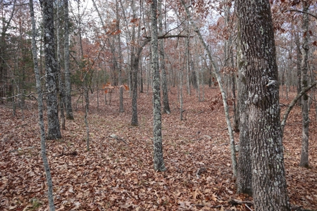Ozarks Wooded Acreage With Road Frontage For Sale - image 30