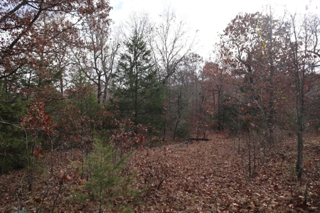 Ozarks Wooded Acreage With Road Frontage For Sale - image 5