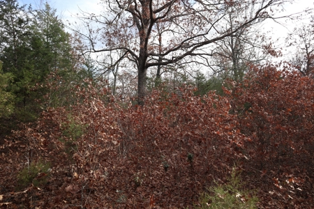 Ozarks Wooded Acreage With Road Frontage For Sale - image 4