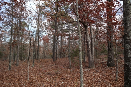 Ozarks Wooded Acreage With Road Frontage For Sale - image 16