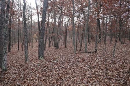 Ozarks Wooded Acreage With Road Frontage For Sale - image 12