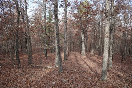 Ozarks Wooded Acreage With Road Frontage For Sale - image 28
