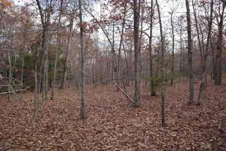 Ozarks Wooded Acreage With Road Frontage For Sale - image 14