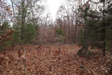 Ozarks Wooded Acreage With Road Frontage For Sale - image 6