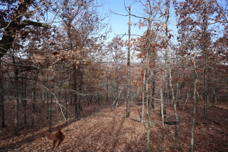 Ozarks Wooded Acreage With Road Frontage For Sale - image 25